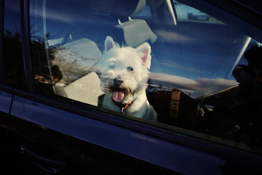 Sådan undgår du at din hund får hedeslag