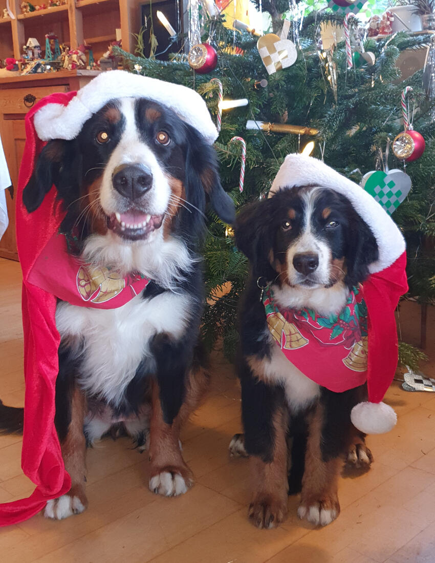 Ingen skal sidde alene i højtider som jul og nytår