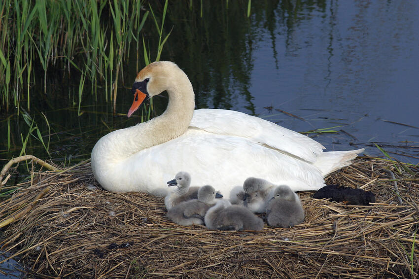 Orgelkoncerten er en hyldest til Gudenåen og dens natur