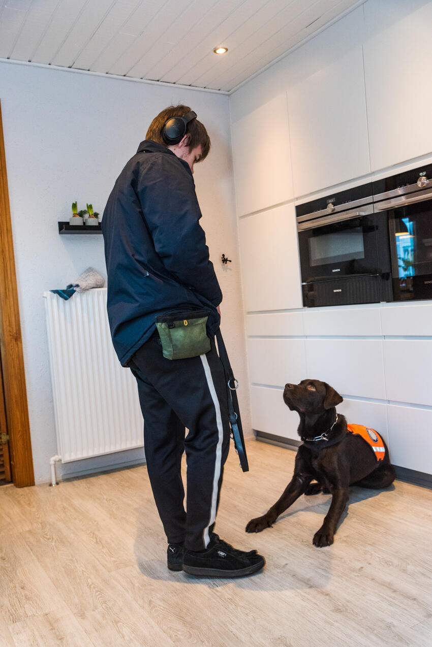 Servicehund, hvad er det?