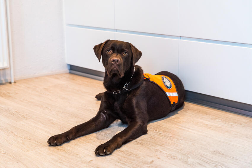 Servicehund, hvad er det?