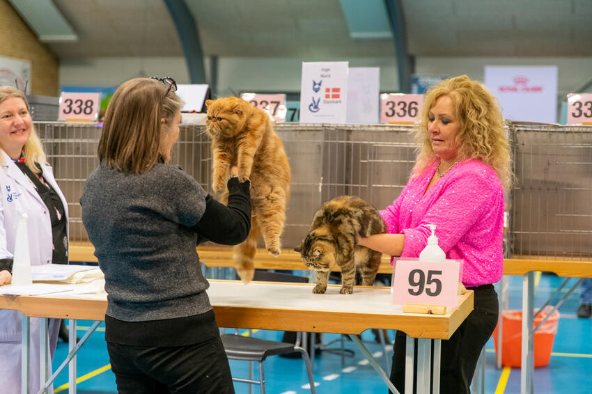 Flot katteshow i Brædstrup