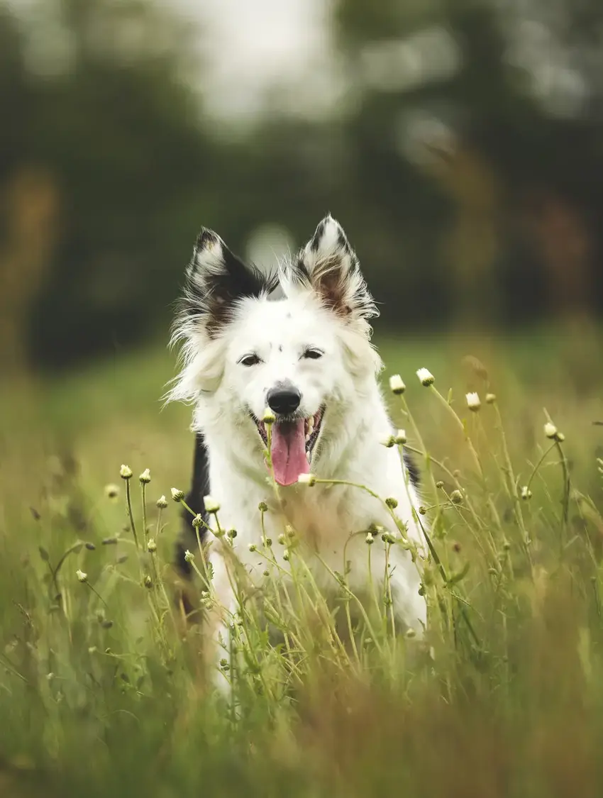 Sådan beskytter du dig og din hund mod flåter