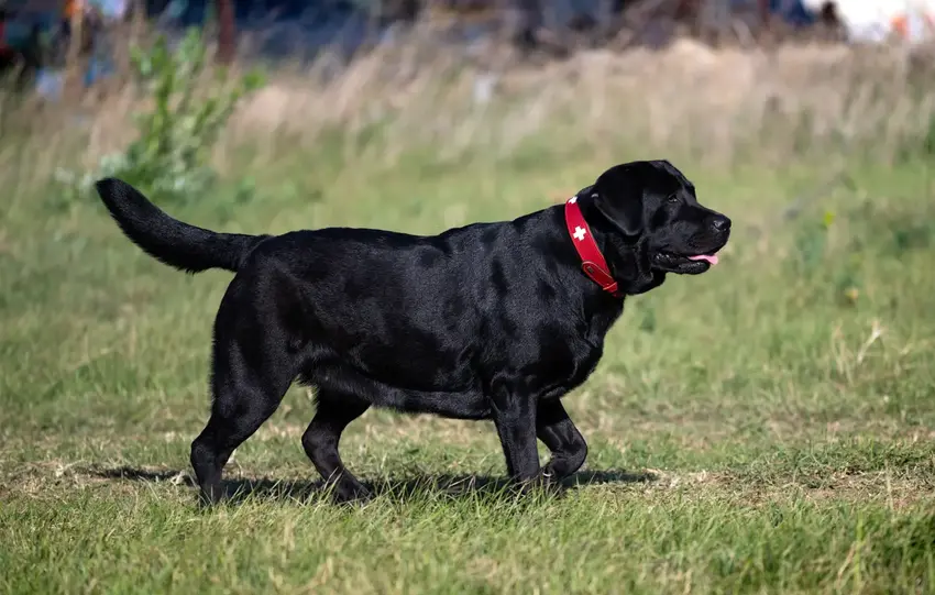 Dyrehospitaler slår alarm: Næsten hver anden hund i Danmark er nu overvægtig