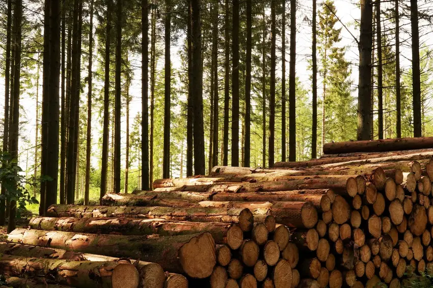 Nye klimakrav til byggeriet: Træerne vokser ikke ind i himlen, men de kommer tættere på