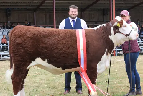 Dansk ko mor til Årets Hereford Tyr i Storbritannien
