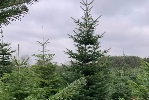 650.000 danske juletræer har kurs mod de britiske julestuer