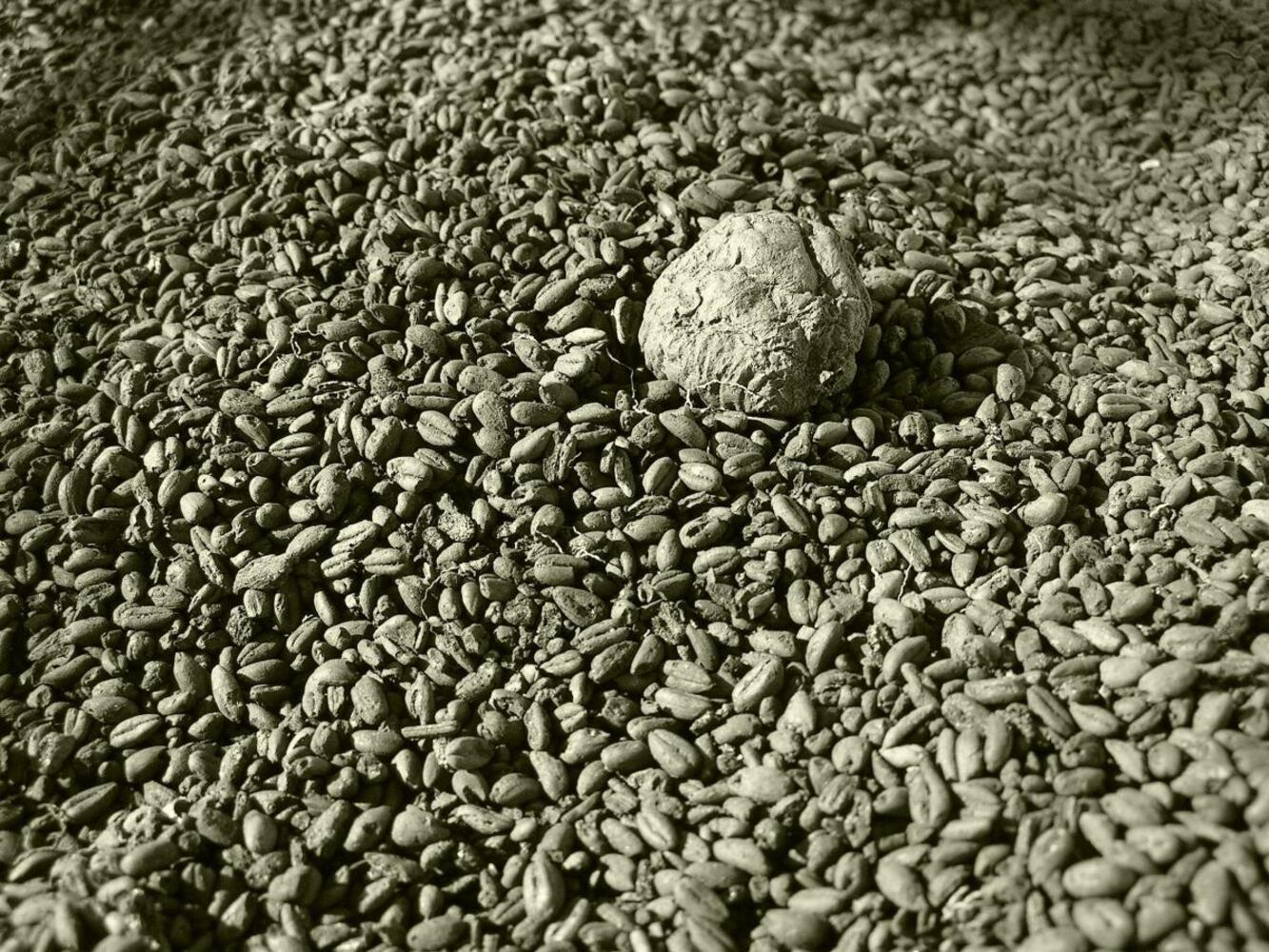 Forkullet korn fra oestbirk hom 1509