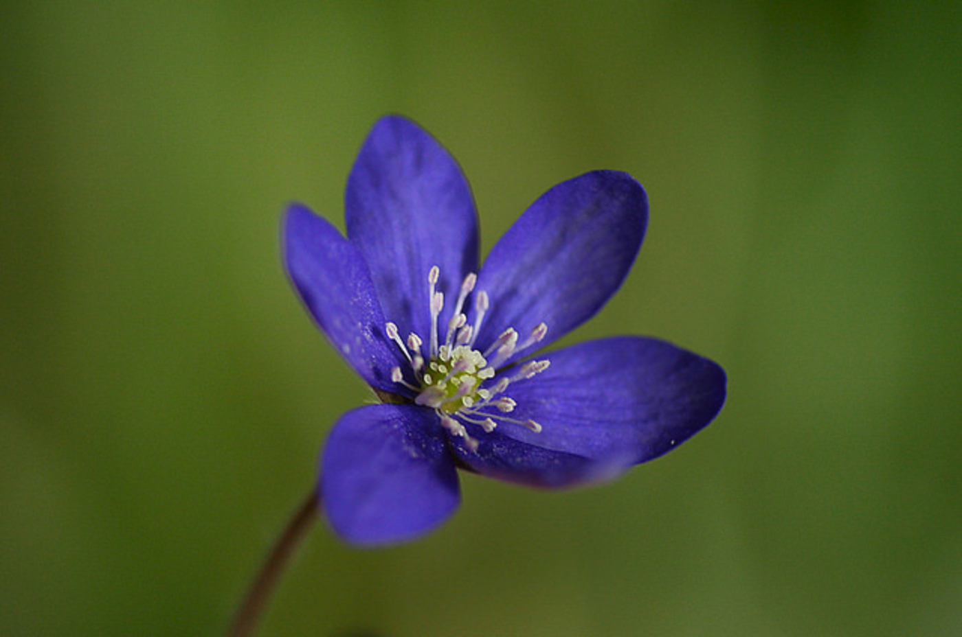 A. hepatica 2