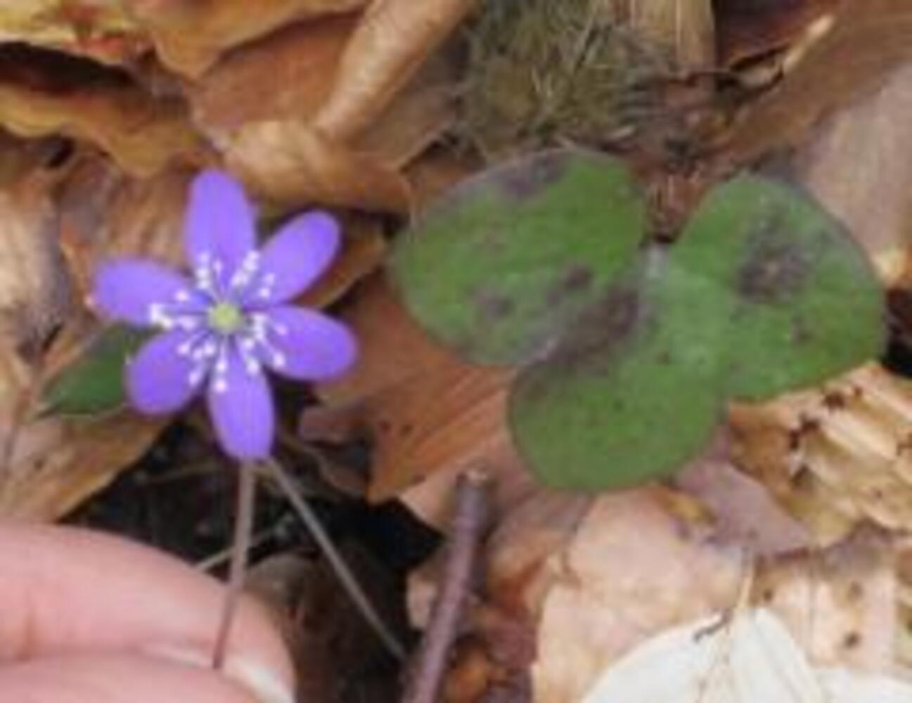 A. hepatica 4