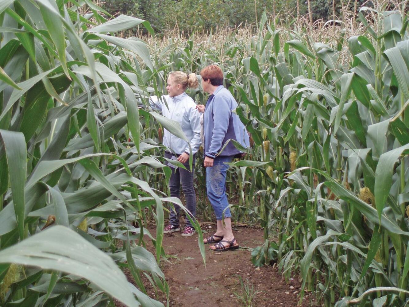 Aabning majslabyrint 18web