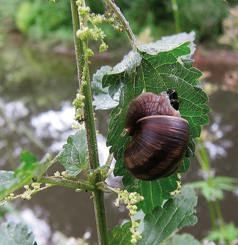 B snegl aeder braendenaelde