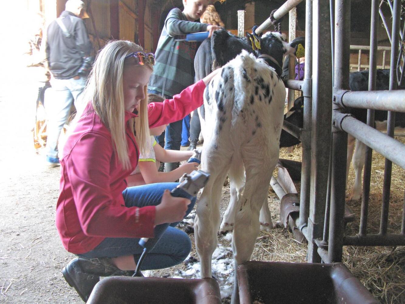 Dyrskue forberedelse 4