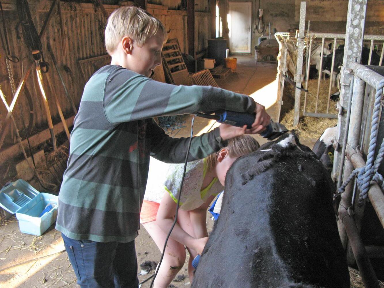 Dyrskue forberedelse 7