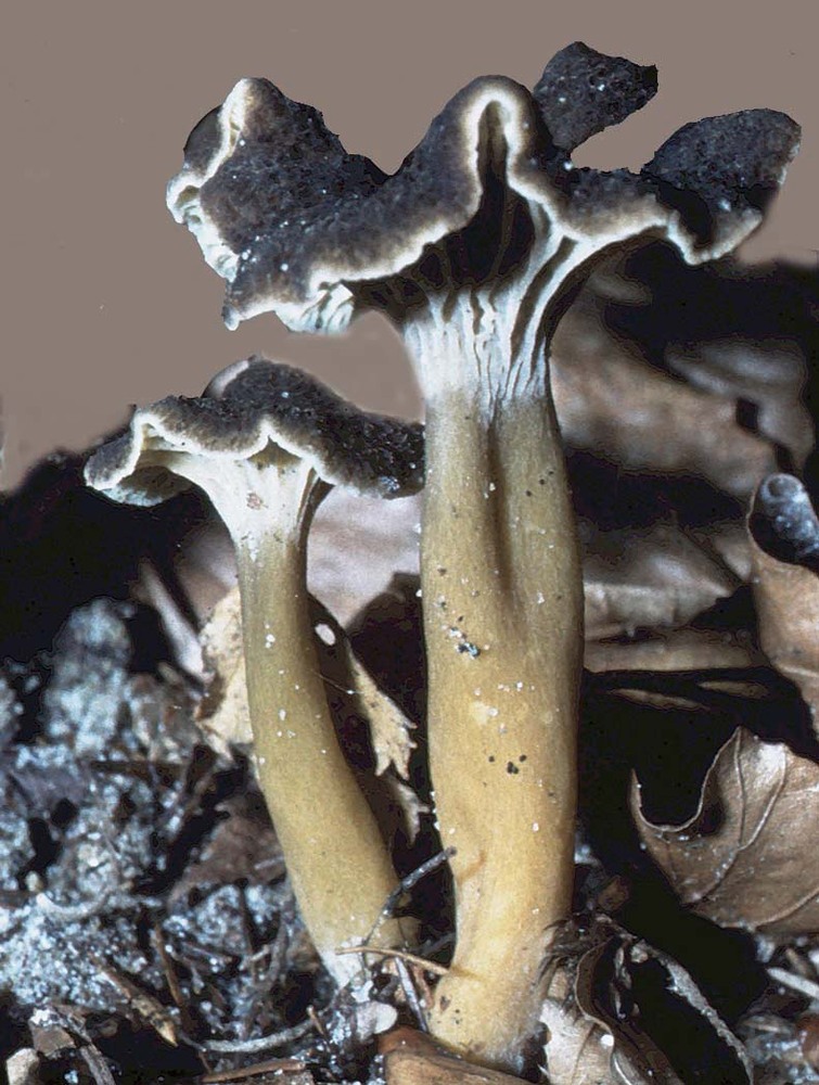 Svampetur trompetkantarel