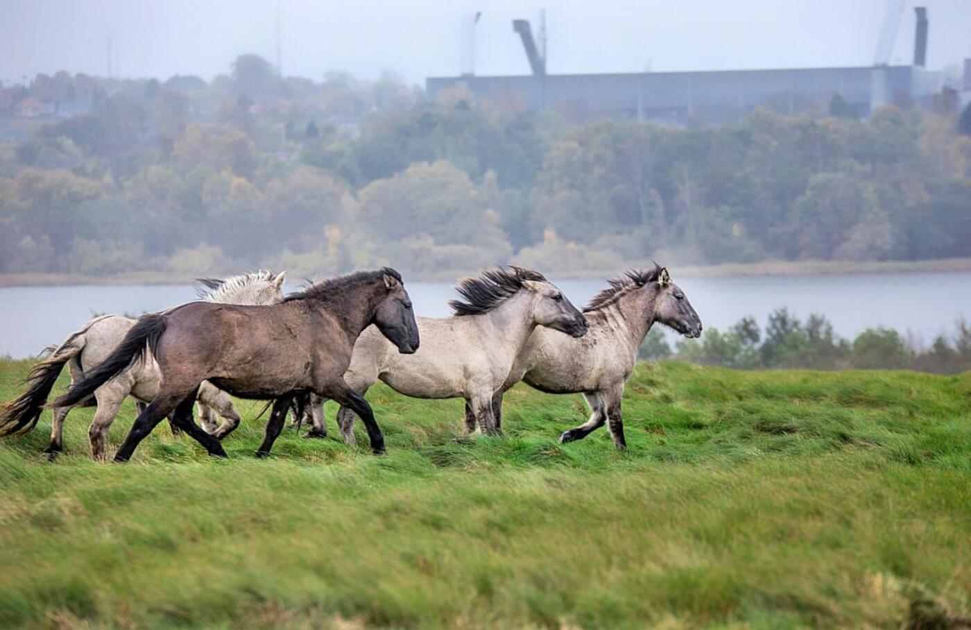 Vildheste og casargb