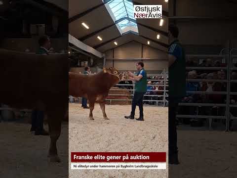 Preview image for the video "Fransk genetik på eliteauktion".