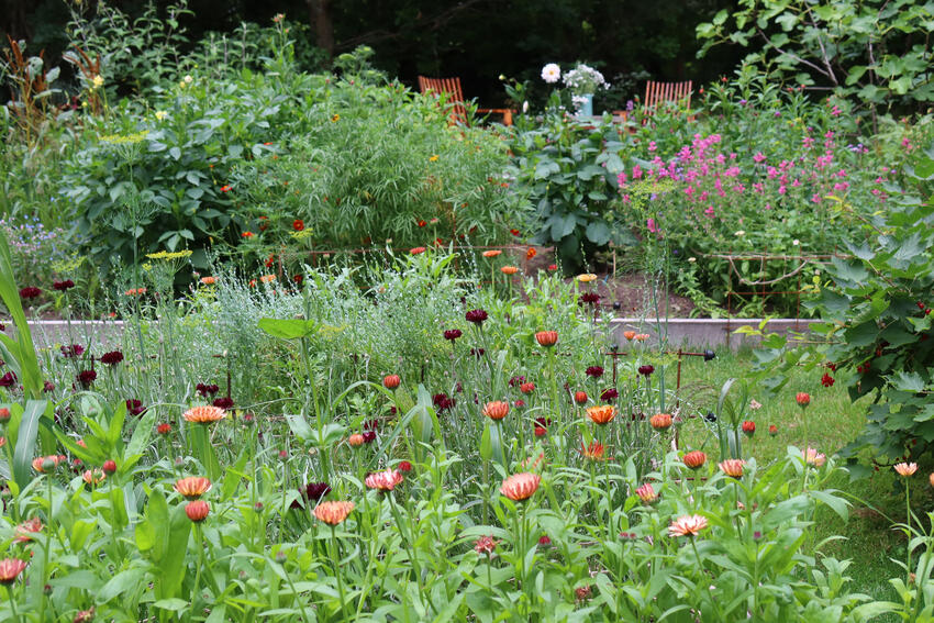 Åben have i Sondrup med planteeksperimentarium og skærehave