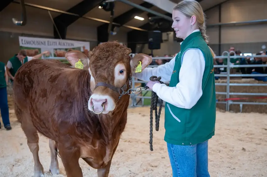 Karoline Thaysen fremviser tyren Stenbjerg Alfred P 