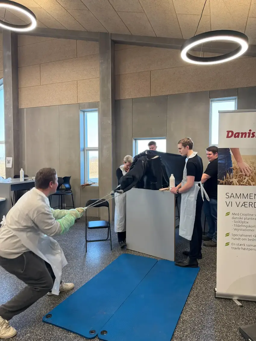 Ko kælver simulering