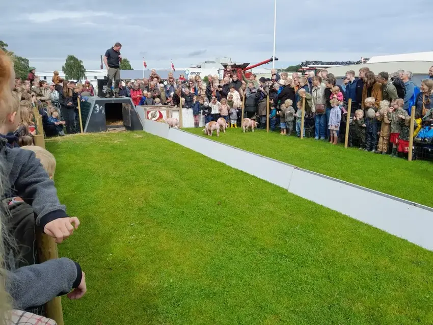 Grisevæddeløb ved Horsens Dyrskue