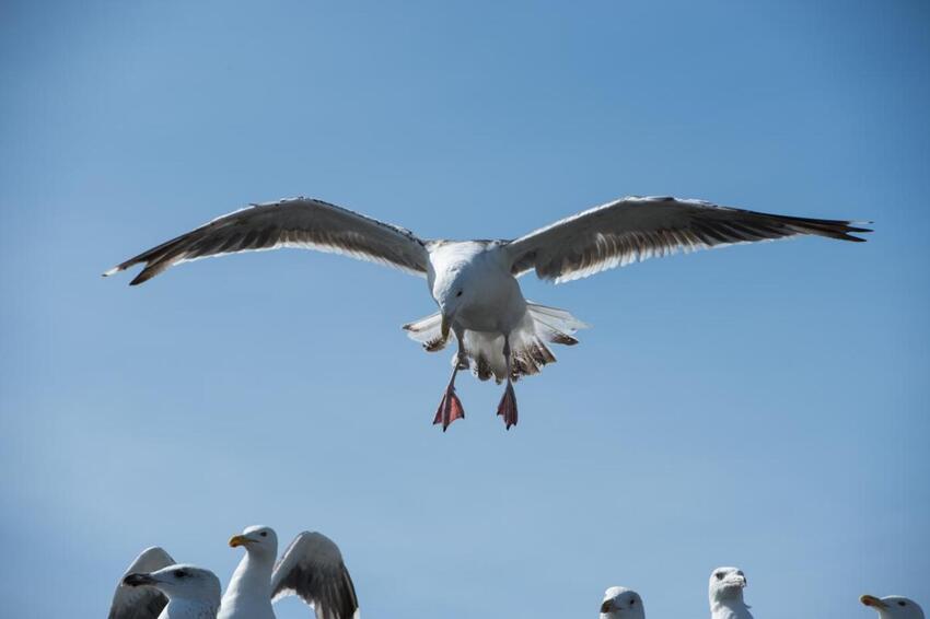 Kommunen fortsætter forsøget med at bekæmpe sølvmåger med krudt og kugler