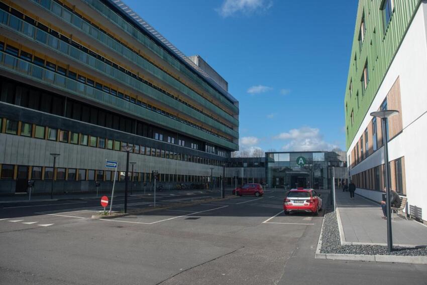 Hvem vinder prisen Økologiske Køkkenroser?