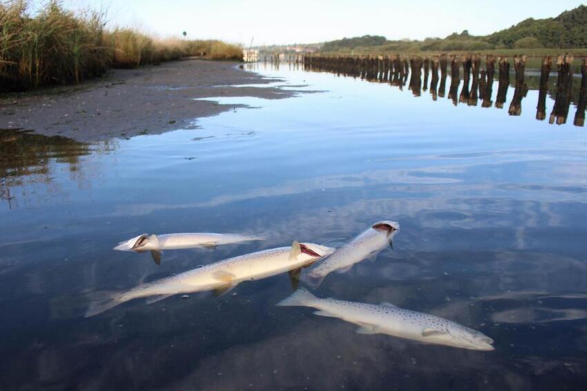 Fiskedød viser, at landbrugspakken var en kæmpe fejl