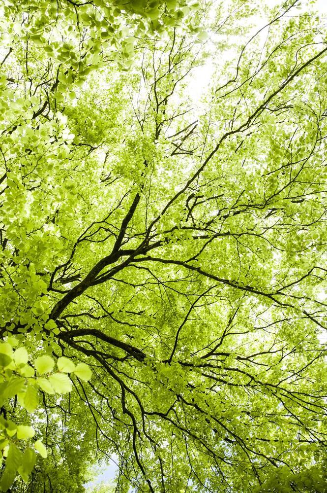 Skrig det til træerne!