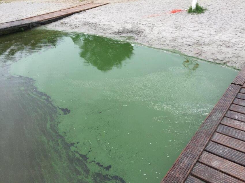 Blågrønne alger: Badning i Ring Sø frarådes 