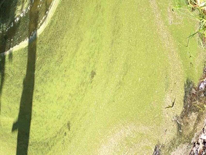 Advarsel: Undgå badning i Blidsø på grund af blågrønne alger