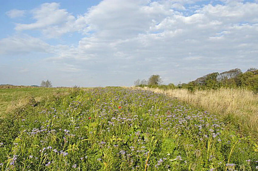 Langt flere landmænd lader markerne blomstre