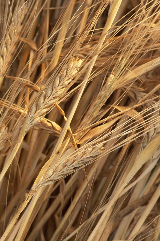 Glutenfri er ikke en magisk formel