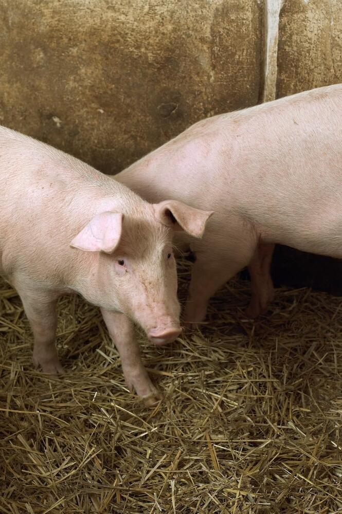 Svineproducenter har reduceret antibiotikaforbrug markant