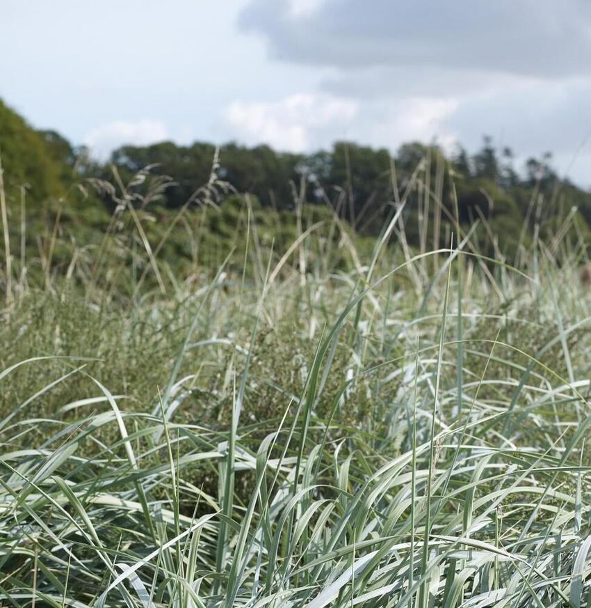 Travetur med Skovly Seniorgåklub