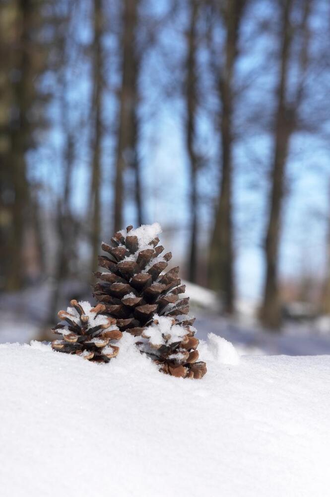 Gammel tradition genoptages i Gedved