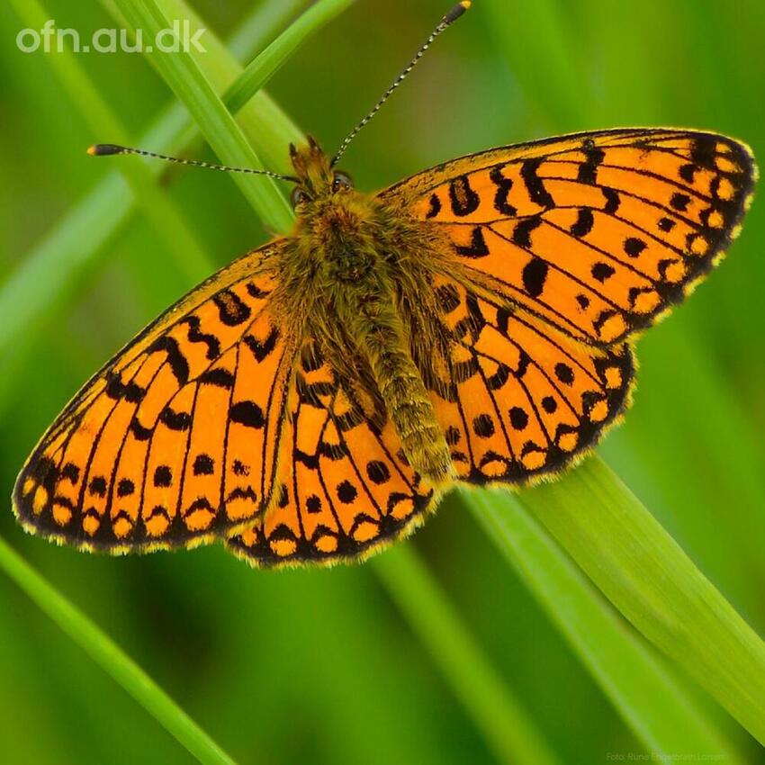 Fremtidens natur – hvordan bliver den?