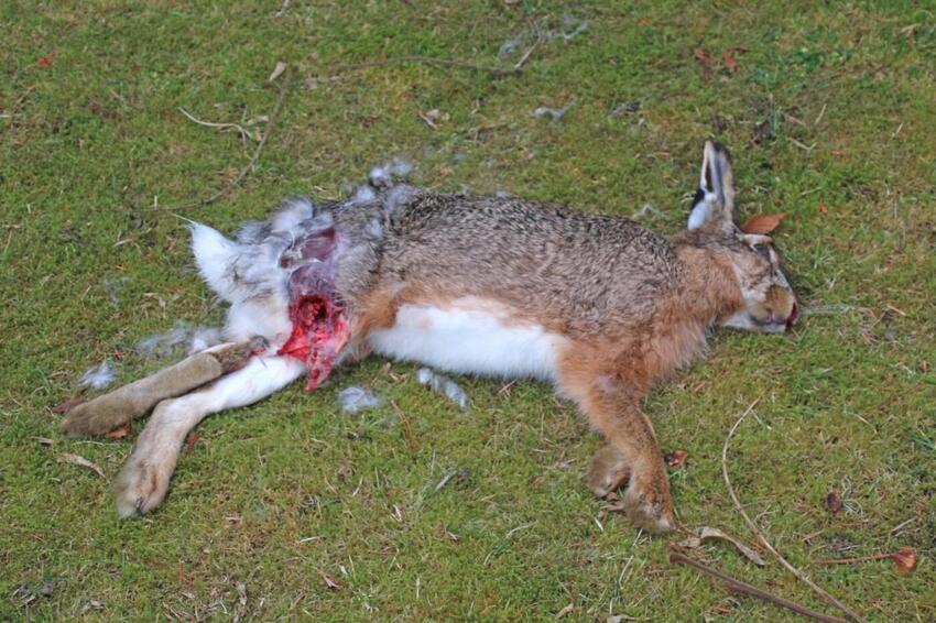 Skudt hare på skolens grund