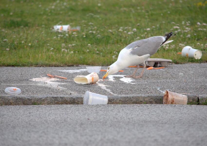 Horsens Kommune tager det tungere skyts i brug i kampen mod måger i byen