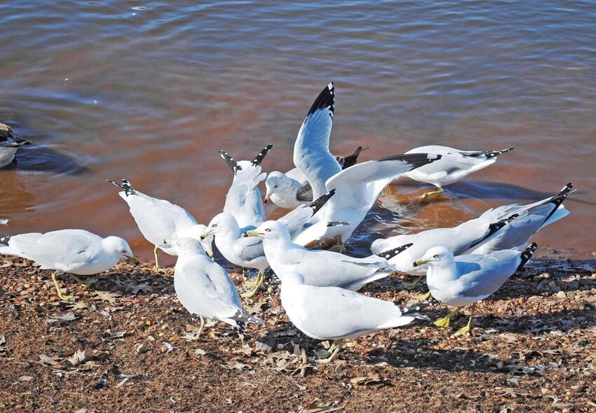 Nu kan du sætte ind over for mågeskrig