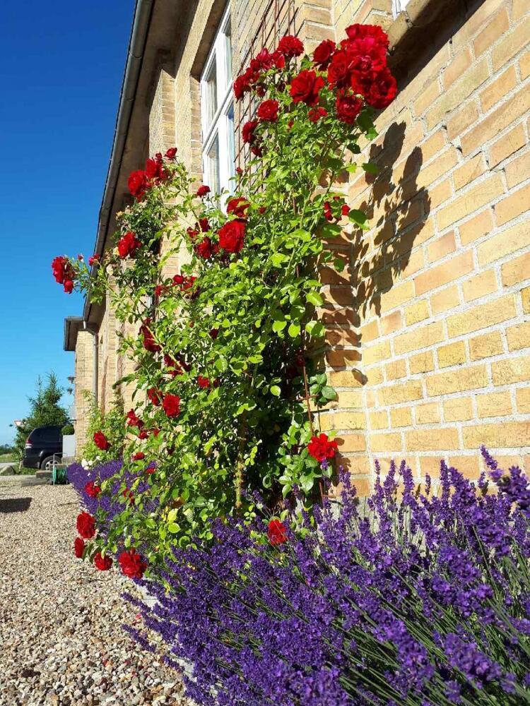 Fest og gratis mad i Vestbirk