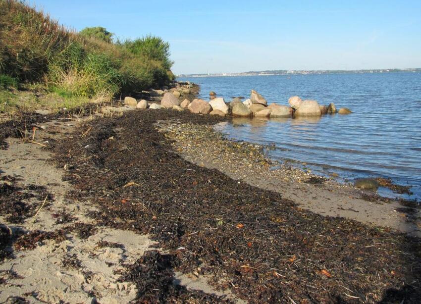 Gedved: Bliv klogere på Horsens Fjord