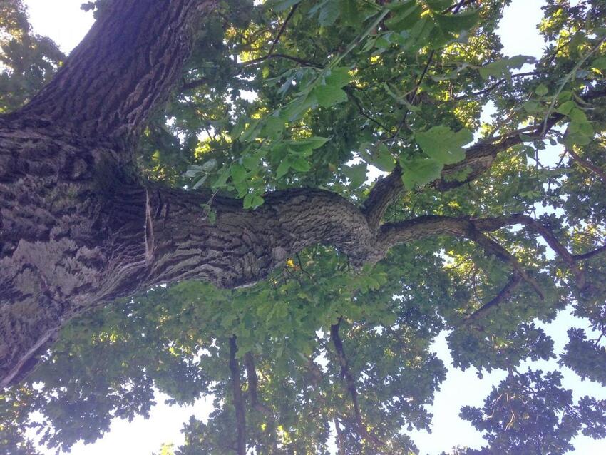 Skrig det til træerne