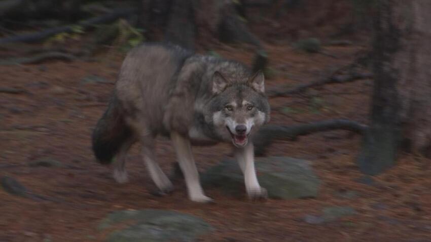 For eller imod ulven i Jylland