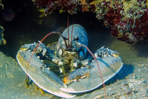 Nytårsaften: Kog ikke levende hummer