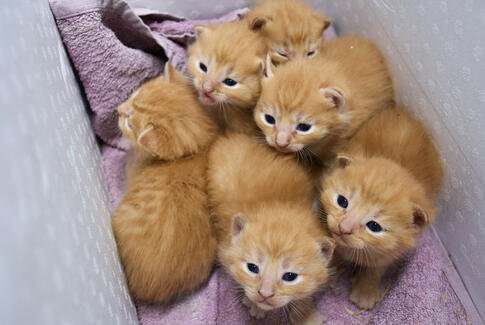 Rekordmange dyr fik hjælp i 2020