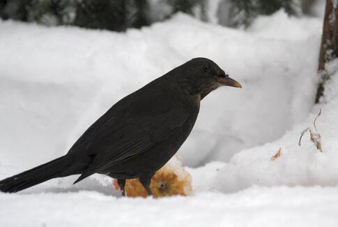 Æbler kan hjælpe solsorten