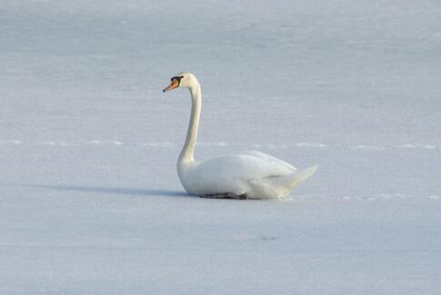 Sidder svanen fast på isen?
