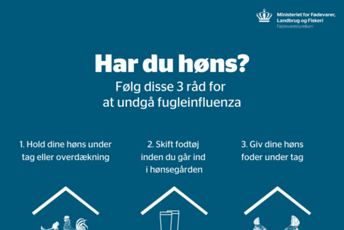 Sådan undgår du, at dine høns får fugleinfluenza