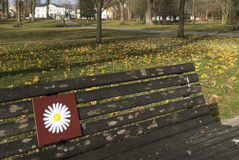 Den Alternative Margueritrute blomstrer i Horsens